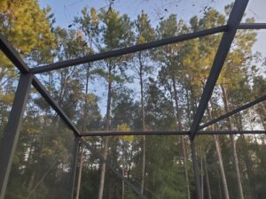 Pool Enclosure